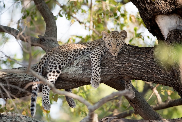 Gratis foto close-up shot van een luie afrikaanse luipaard rustend op een boomtak