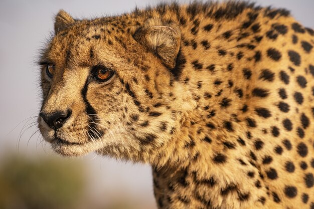 Close-up shot van een luipaard in Zuid-Afrika