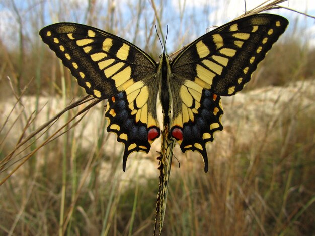 Close-up shot van een Maltese Swallowtail in Malta