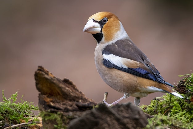 Close-up shot van een mannelijke appelvink zittend op een tak met een wazige?