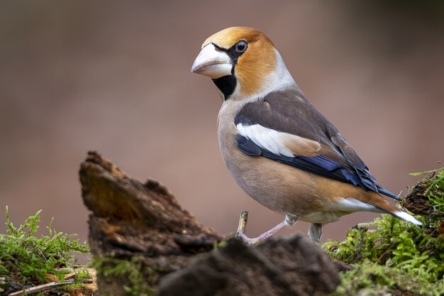 Close-up shot van een mannelijke appelvink zittend op een tak met een wazige?