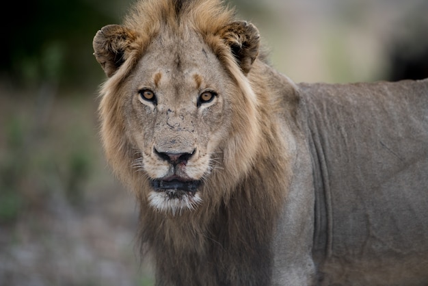 Close-up shot van een mannelijke leeuw met een wazig