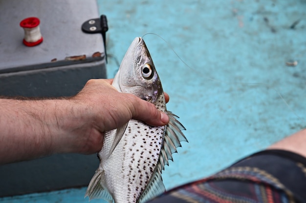 Gratis foto close-up shot van een mannetje dat een gevangen vis doodt