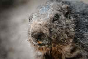 Gratis foto close-up shot van een marmot in het natuurlijke landschap