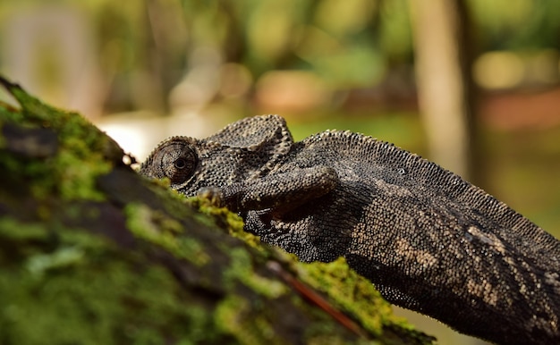 Close-up shot van een mediterrane kameleon die een boomstam beklimt op de Maltese eilanden