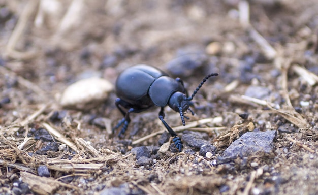 Gratis foto close-up shot van een mestkever op een land