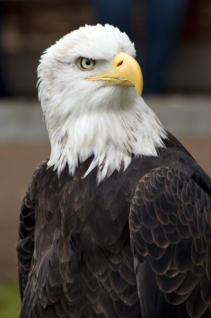 Close-up shot van een mooie Amerikaanse zeearend met een onscherpe achtergrond