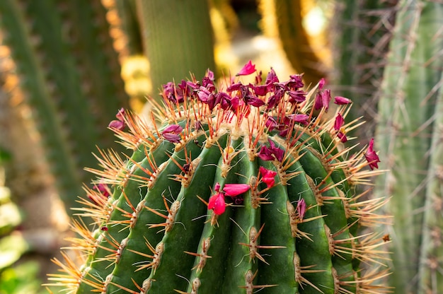 Close-up shot van een mooie cactus met roze bloemen