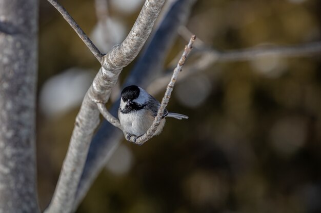 Close-up shot van een mooie carolina chickadee rusten op de tak