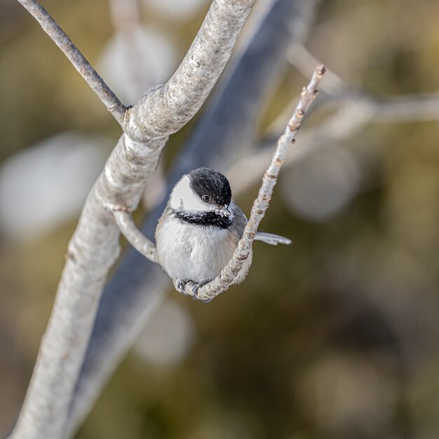 Close-up shot van een mooie carolina chickadee rusten op de tak