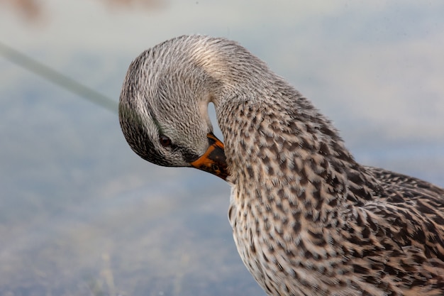 Close-up shot van een mooie eend