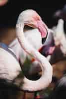 Gratis foto close-up shot van een mooie flamingo