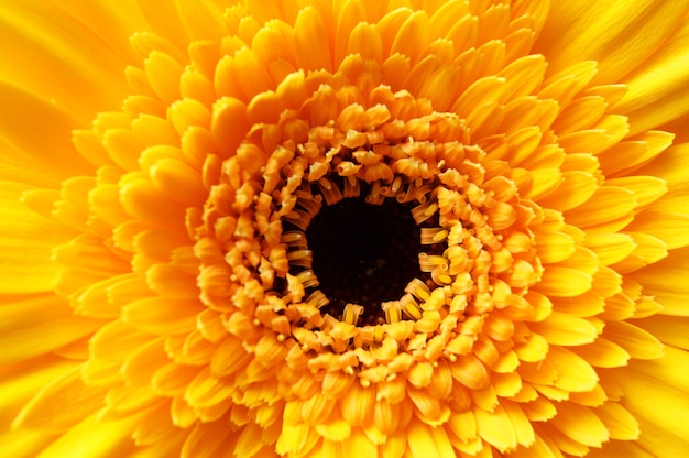 Close-up shot van een mooie geel-petaled afrikaanse madeliefjebloem