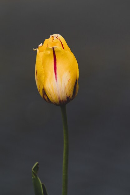 Close-up shot van een mooie gele tulp geïsoleerd op grijs