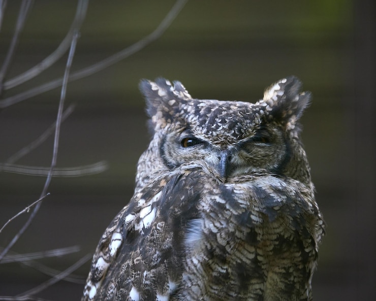 Gratis Foto close-up shot van een mooie grijze uil