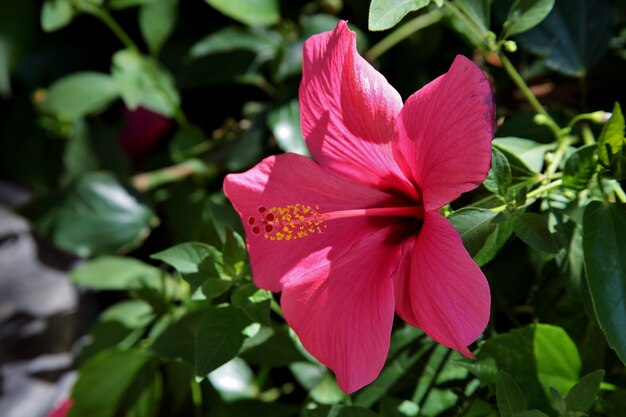 Close-up shot van een mooie Hawaiiaanse hibiscus in Toscane en Elba in Italië