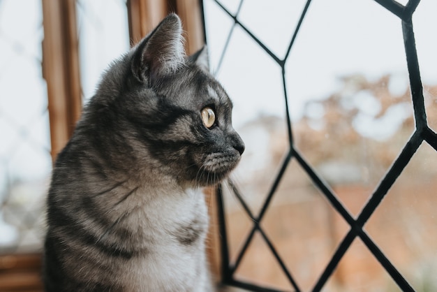 Close-up shot van een mooie kat met zwart en grijs patroon met gele ogen die uit het raam kijken