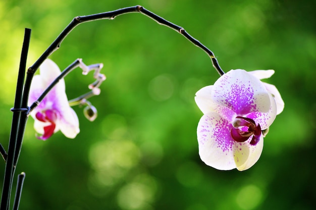 Close-up shot van een mooie orchideebloem met een onscherpe achtergrond