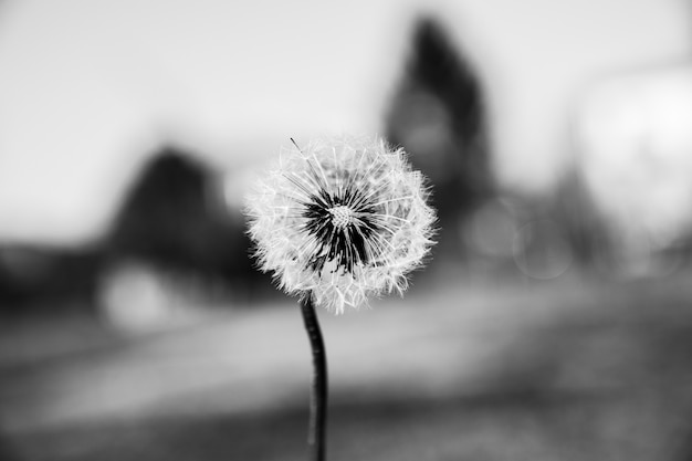 Close-up shot van een mooie paardebloem