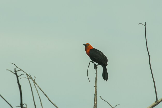 Close-up shot van een mooie red-winged merel zittend op een houten stok