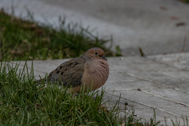 Gratis foto close-up shot van een mooie rouw duif rustend op een betonnen ondergrond