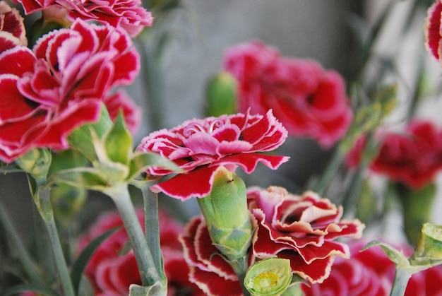 Close-up shot van een mooie roze anjer bloem buiten bij daglicht