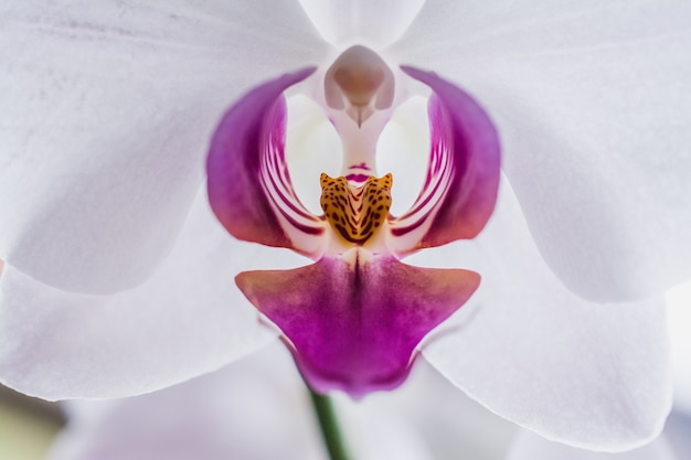 Close-up shot van een mooie witte en roze orchideeën
