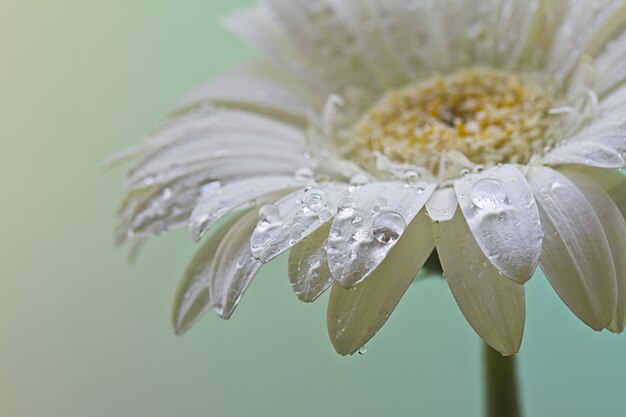 Close-up shot van een mooie witte margriet bloem bedekt met dauwdruppels