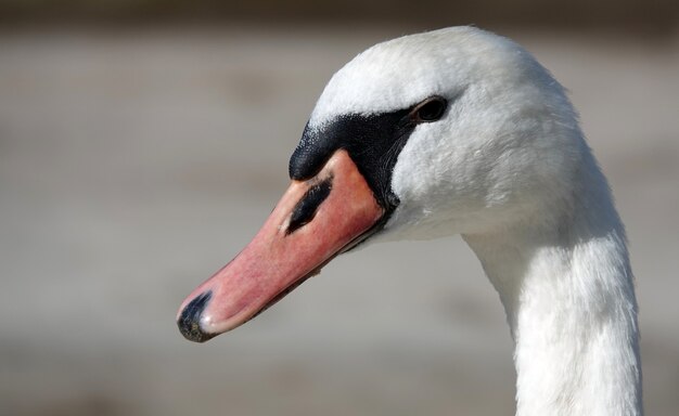 Close-up shot van een mooie witte zwaan op een wazig tafereel
