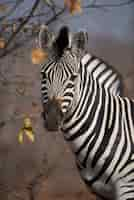 Gratis foto close-up shot van een mooie zebra