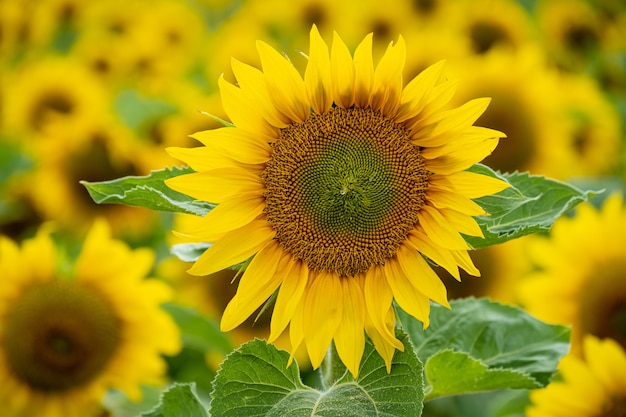 Close-up shot van een mooie zonnebloem in een zonnebloemveld