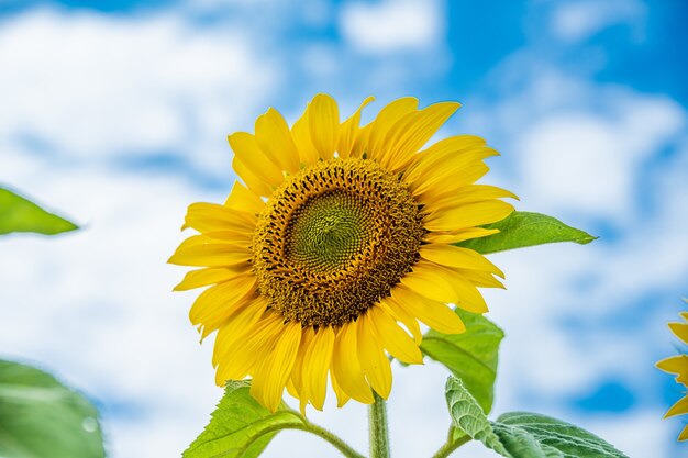 Close-up shot van een mooie zonnebloem met een blauwe lucht op de achtergrond