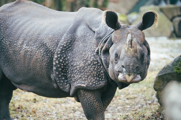 Close-up shot van een neushoorn kijken naar de camera pronken met zijn pantserhuid