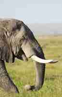 Gratis foto close-up shot van een olifant genomen in nationaal park, kenia, afrika