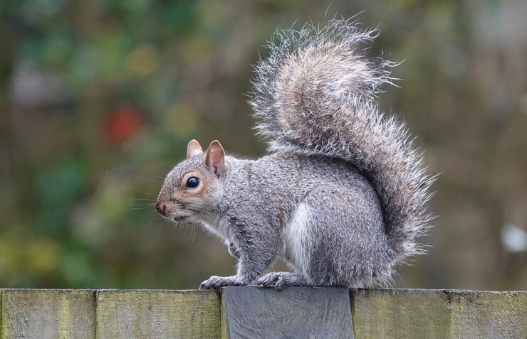 Gratis Foto close-up shot van een oostelijke grijze eekhoorn