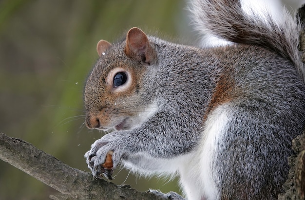 Close-up shot van een oostelijke grijze eekhoorn
