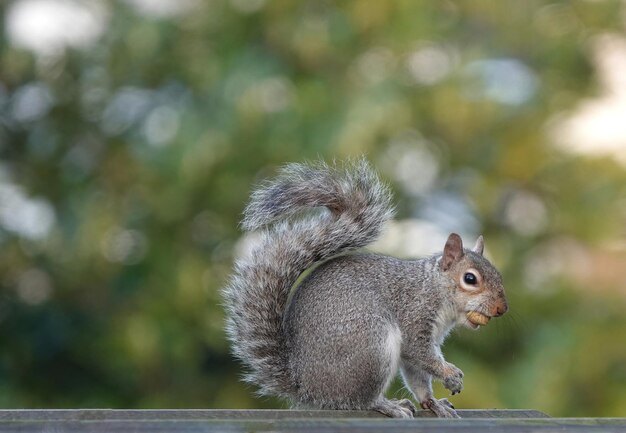 Close-up shot van een oostelijke grijze eekhoorn