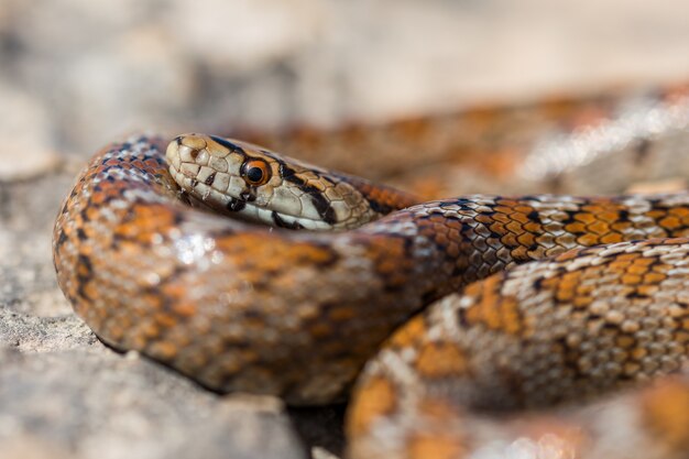 Close-up shot van een opgerolde volwassen Leopard Snake