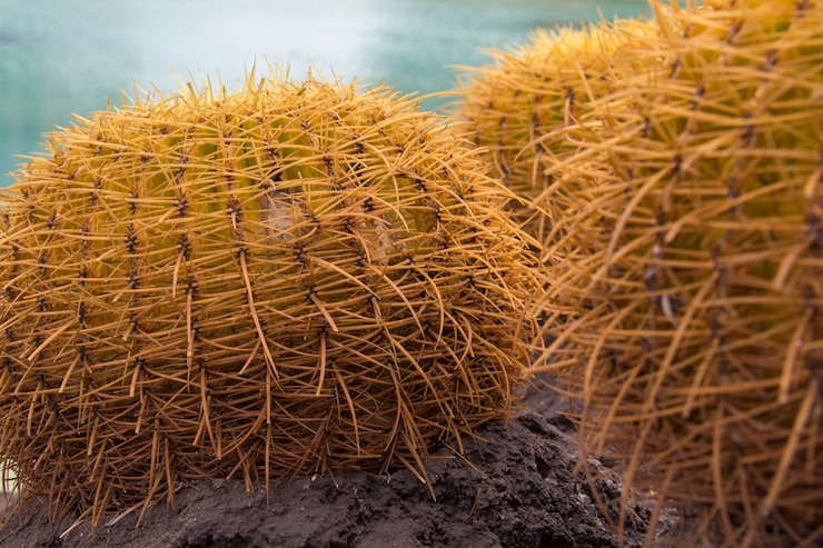 Gratis Foto close-up shot van een paar ronde cactussen met hun doornen uitsteekt vastgelegd op een zonnige dag
