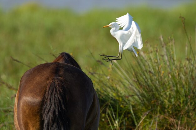 Close-up shot van een paard in een veld en een witte reiger die ernaartoe vliegt