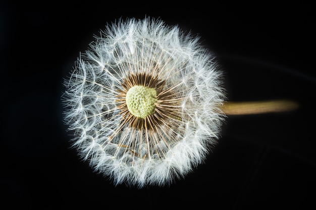 Close-up shot van een paardebloem met rode zaden