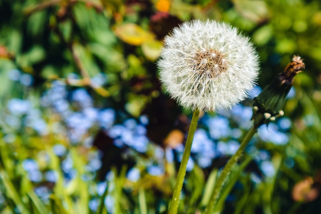 Gratis foto close-up shot van een paardebloem