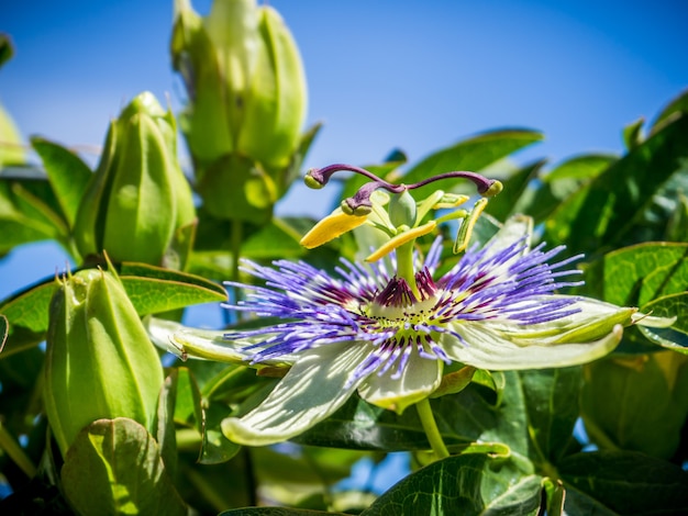 Close-up shot van een paars-petaled bloem met groene bladeren onder een blauwe hemel