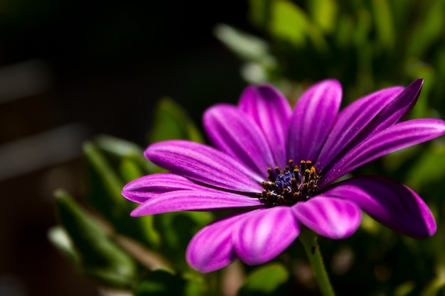 Close-up shot van een paarse bloem groeit door het gras