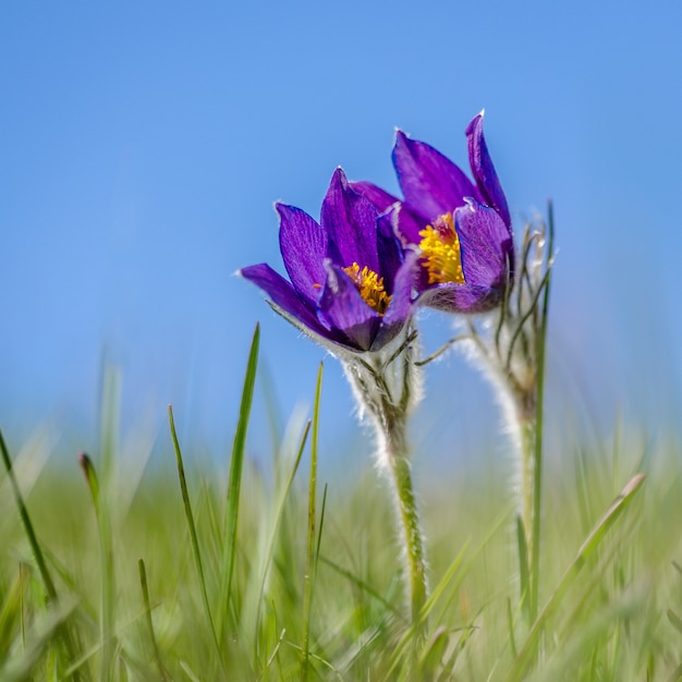 Close-up shot van een paarse pasqueflower