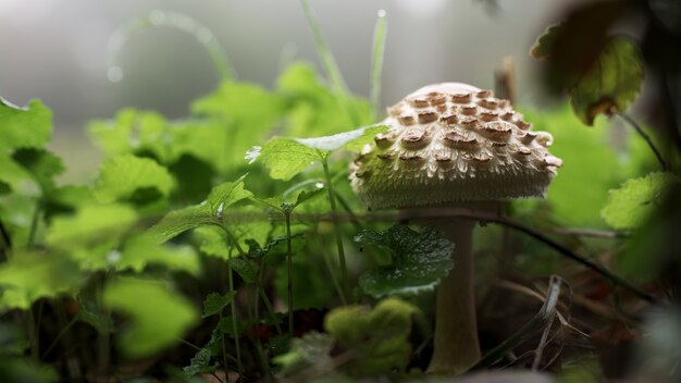 Close-up shot van een paddenstoel die tussen het gras groeit