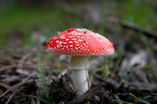 Close-up shot van een paddenstoel in het bos