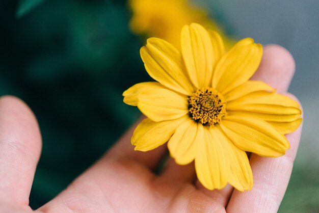 Close-up shot van een persoon die een gele bloem met een onscherpe achtergrond