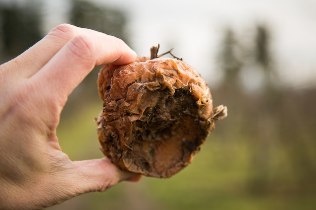 Close-up shot van een persoon met een rotte appel in een veld met een wazig