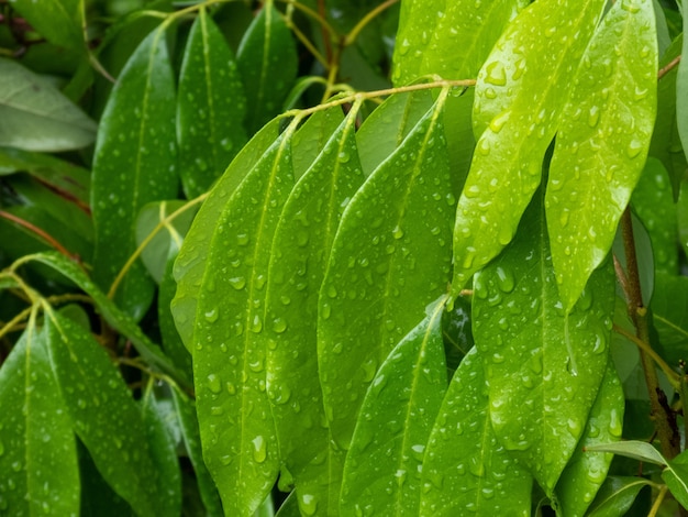 Close-up shot van een plant met druppels water op zijn lange bladeren